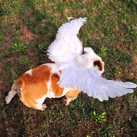 Thumbnail for Angel Wings For Pets